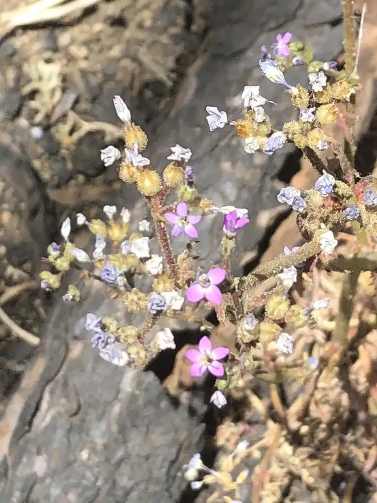 ヒメハナシノブ属 Gilia 花言葉 毒性 よくある質問 Picturethis