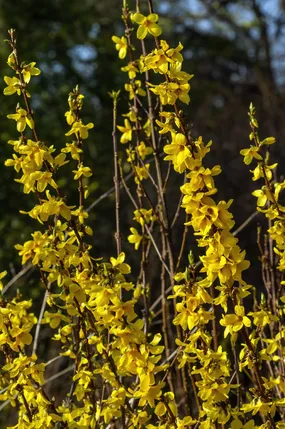 Easter tree (Forsythia) Flower, Leaf, Care, Uses - PictureThis