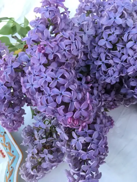 ハシドイ属 Syringa 花言葉 毒性 よくある質問 Picturethis ハシドイ属 Syringa 花言葉 毒性 よくある質問 Picturethis
