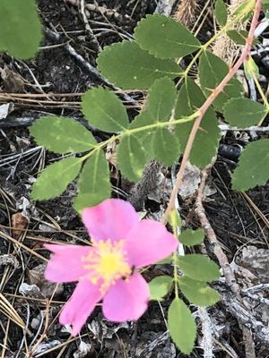 バラ属 (分類, 特徴, 花, 画像)