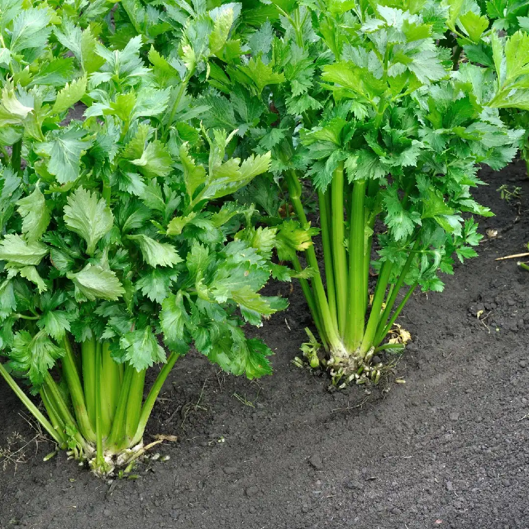 セロリ Apium Graveolens 花言葉 毒性 よくある質問 Picturethis セロリ Apium Graveolens 花言葉 毒性 よくある質問 Picturethis