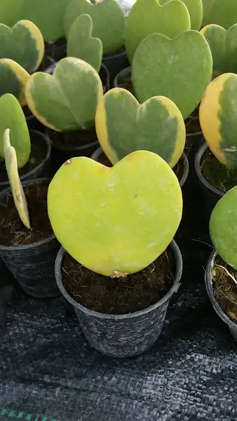 ホヤ属 Hoya 花言葉 毒性 よくある質問 Picturethis ホヤ属 Hoya 花言葉 毒性 よくある質問 Picturethis