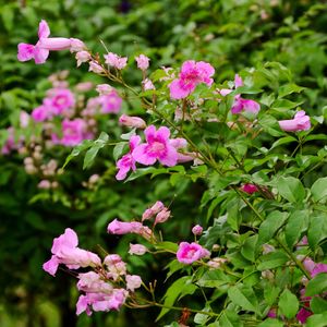 ピンクノウゼンカズラ（ピンク凌霄花） (ケア, 特徴, 花, 画像)