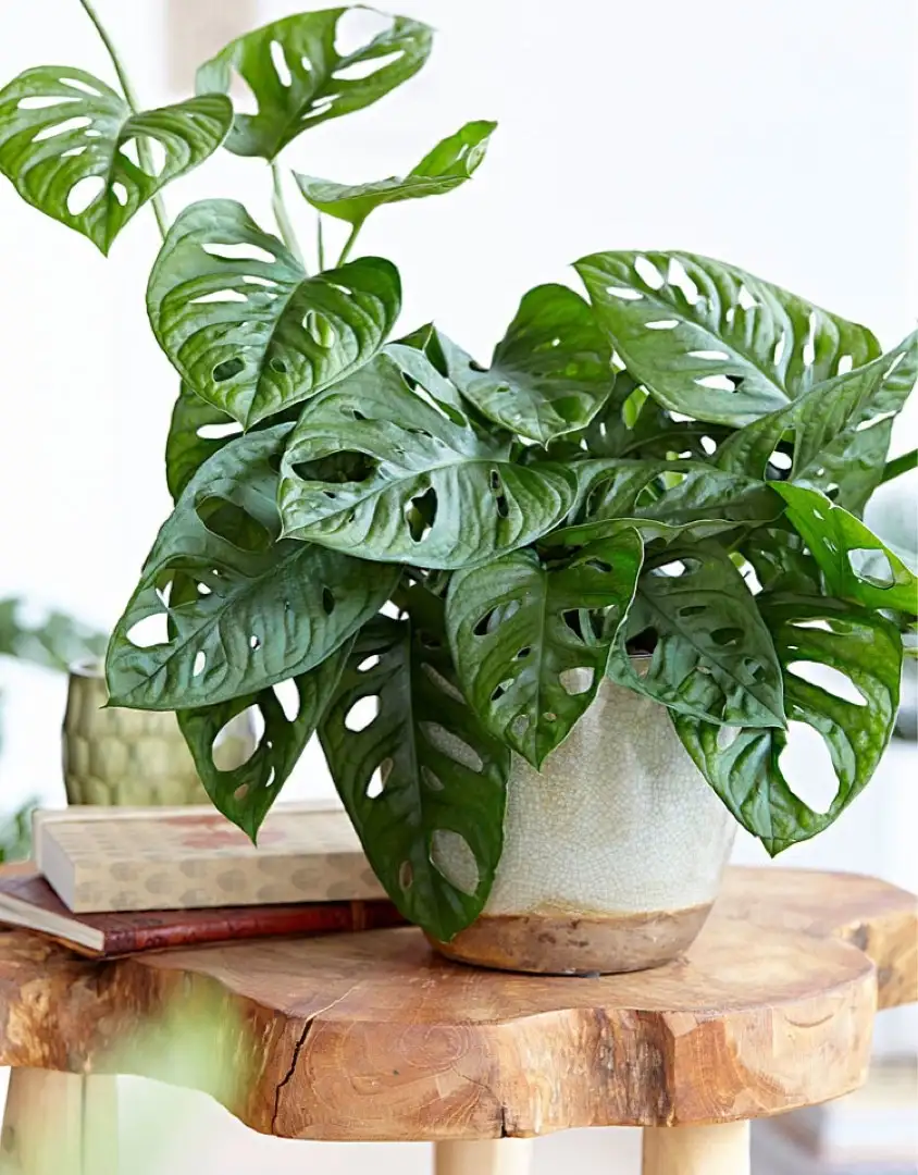 モンステラ オブリクア モンキー マスク Monstera Obliqua Monkey Mask 花言葉 毒性 よくある質問 Picturethis モンステラ オブリクア モンキー マスク Monstera Obliqua Monkey Mask 花言葉 毒性 よくある質問 Picturethis