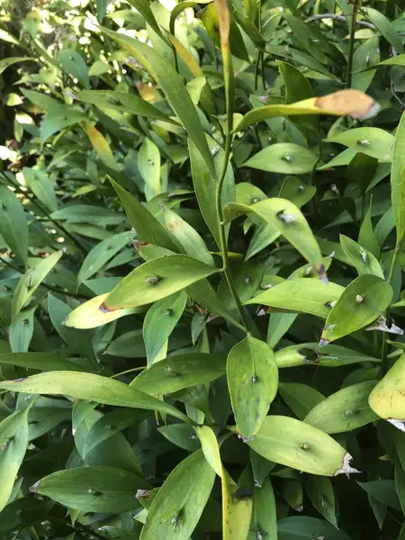 ナギイカダ属 Ruscus 花言葉 毒性 よくある質問 Picturethis ナギイカダ属 Ruscus 花言葉 毒性 よくある質問 Picturethis