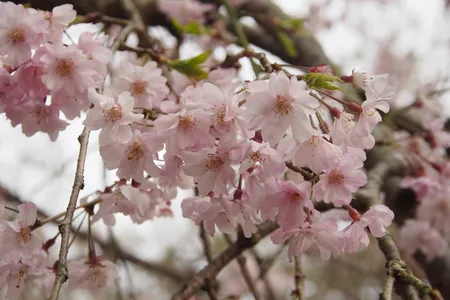 las flores de cerezo son malas para los perros