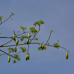 Arbre à kapok