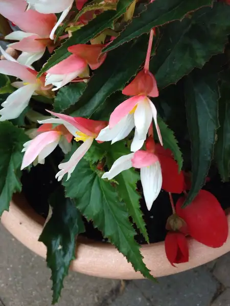 Begônia (Begonia) - PictureThis