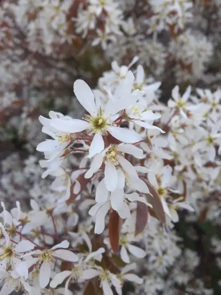 ザイフリボク属 Amelanchier 花言葉 毒性 よくある質問 Picturethis