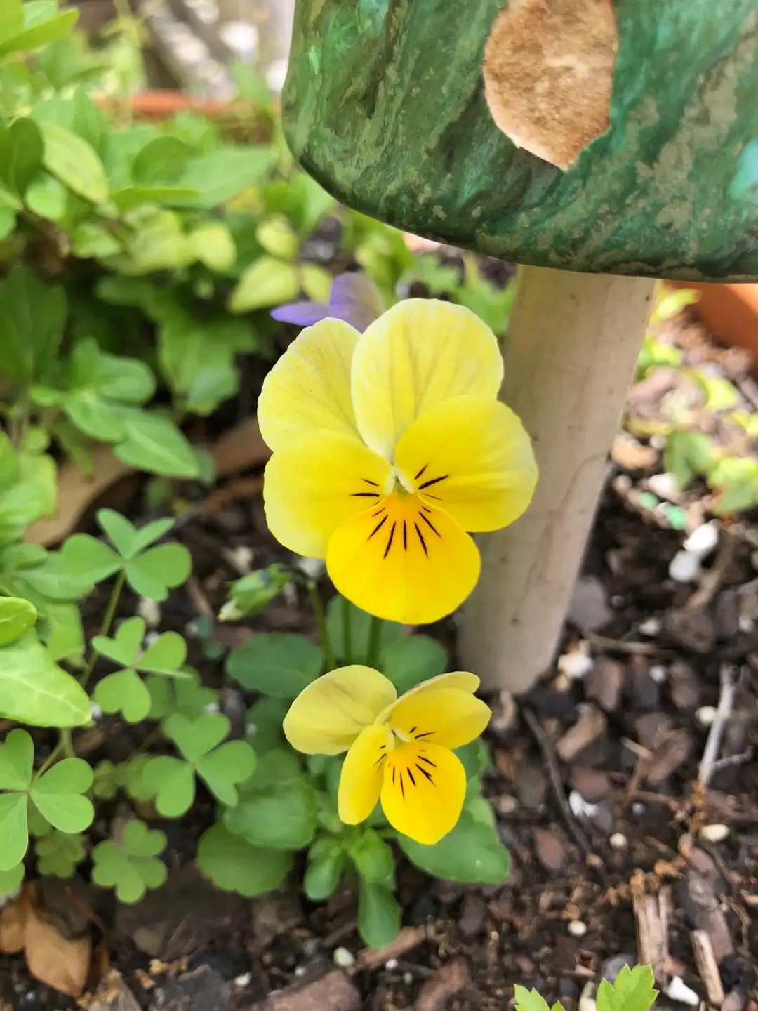 Pensamiento Amarillo Cuidados (Plantando, Fertilizantes, Enfermedades) -  PictureThis