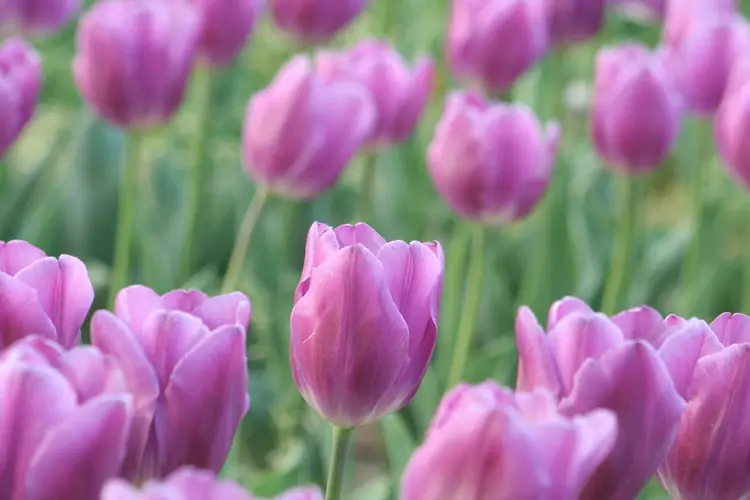 Lavender tulip sleeve – Brick and Belle