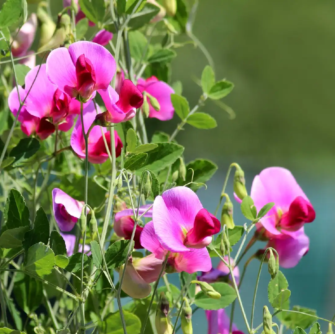 Sweet Pea & Ivy Fragrance Oil