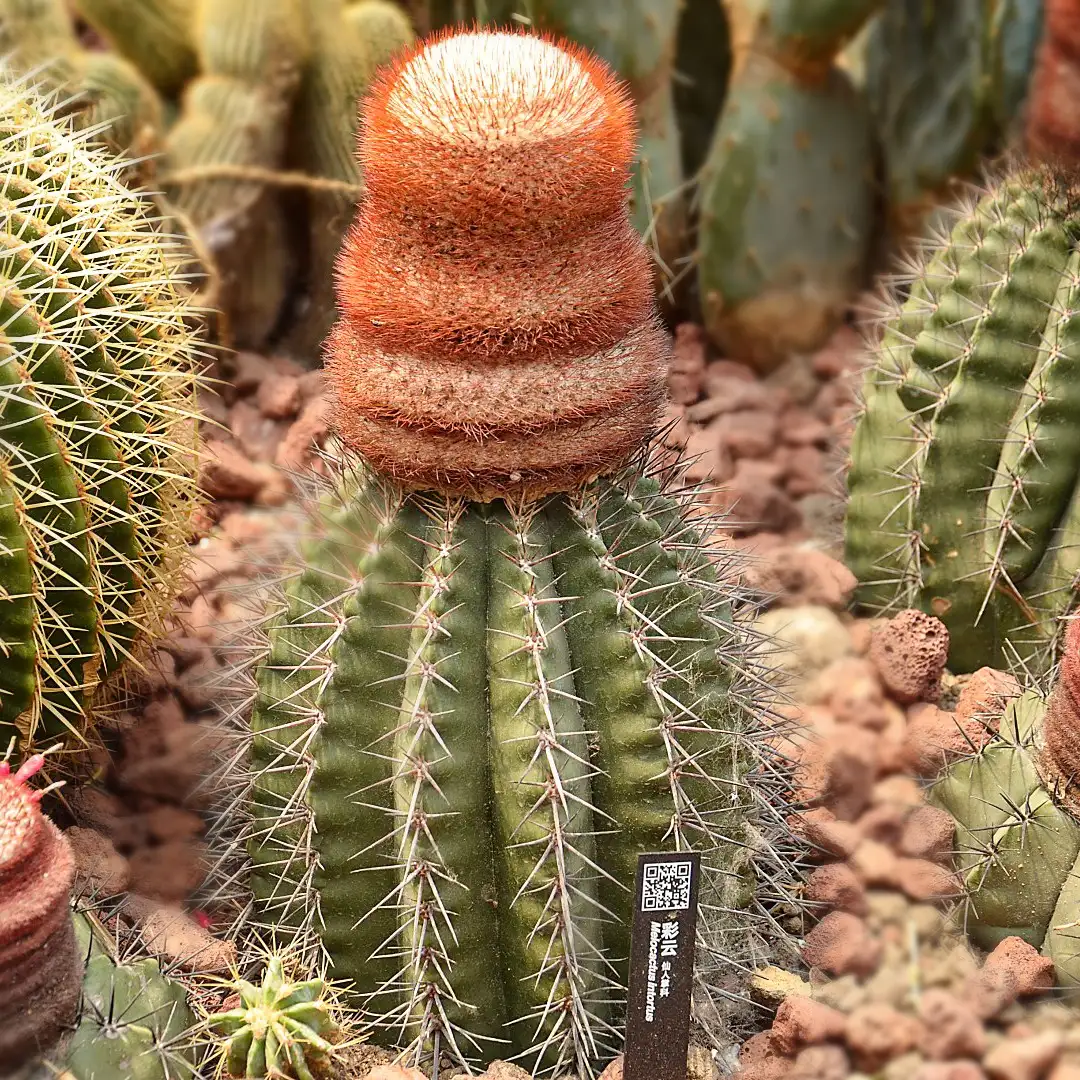 メロカクタスゾク メロカクタス属 のお世話ガイド 育て方 育て方 潅水 施肥 剪定 病気 Picturethis メロカクタスゾク メロカクタス属 のお世話ガイド 育て方 育て方 潅水 施肥 剪定 病気 Picturethis