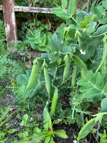 豌豆屬 Pisum 照顧 種植 繁殖 開花時間 Picturethis 豌豆屬 Pisum 照顧 種植 繁殖 開花時間 Picturethis