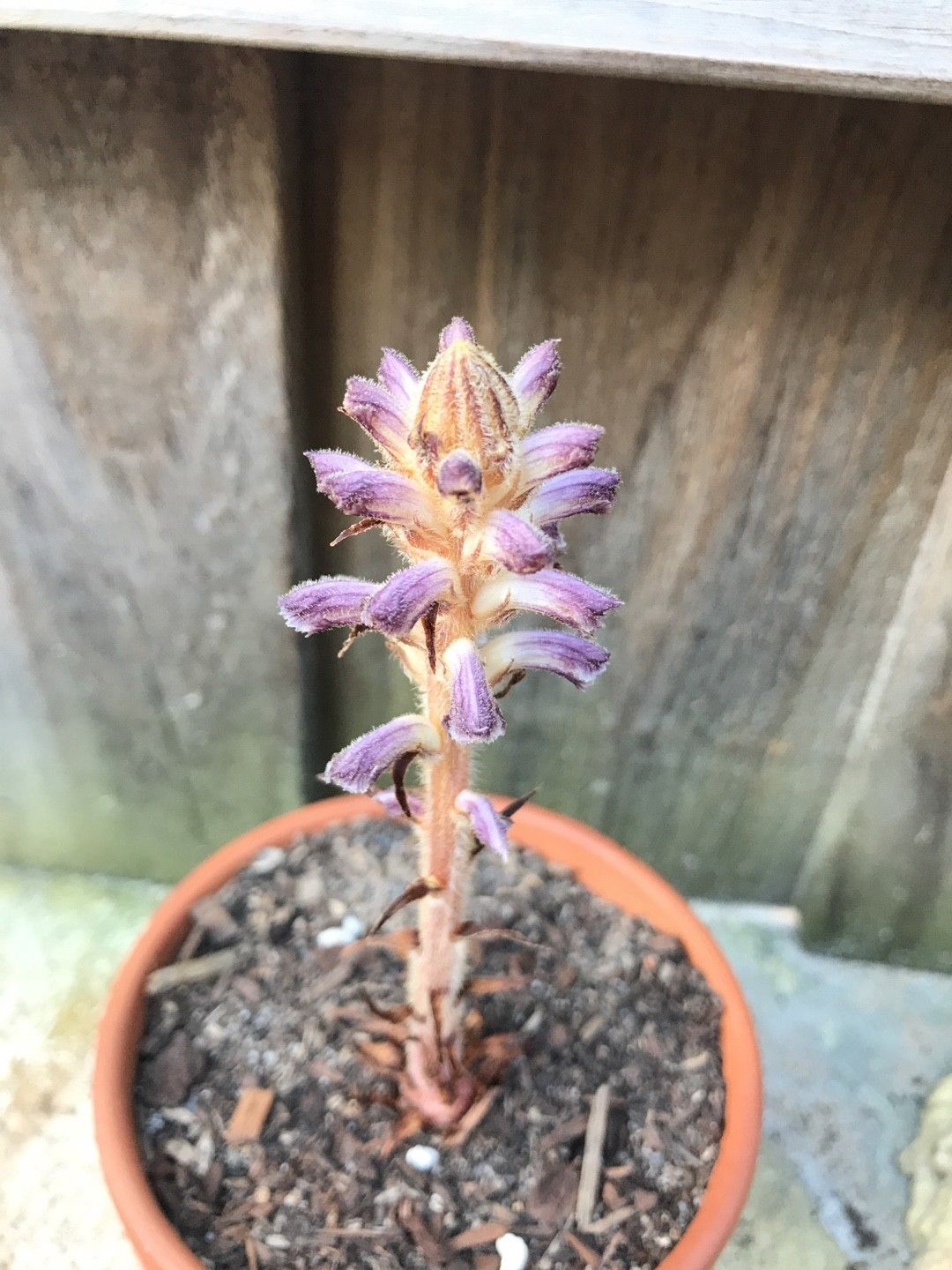 ハマウツボ属 (Orobanche) 花言葉，毒性，よくある質問 - PictureThis