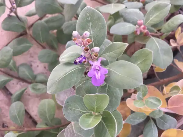 ハマゴウ属 Vitex 花言葉 毒性 よくある質問 Picturethis ハマゴウ属 Vitex 花言葉 毒性 よくある質問 Picturethis