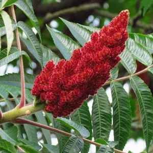 How to Prune Staghorn sumac