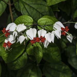 ゲンペイカズラ（源平葛） (Clerodendrum thomsoniae) - PictureThis