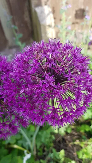 Allium hollandicum 'Purple Sensation'の育て方・栽培方法