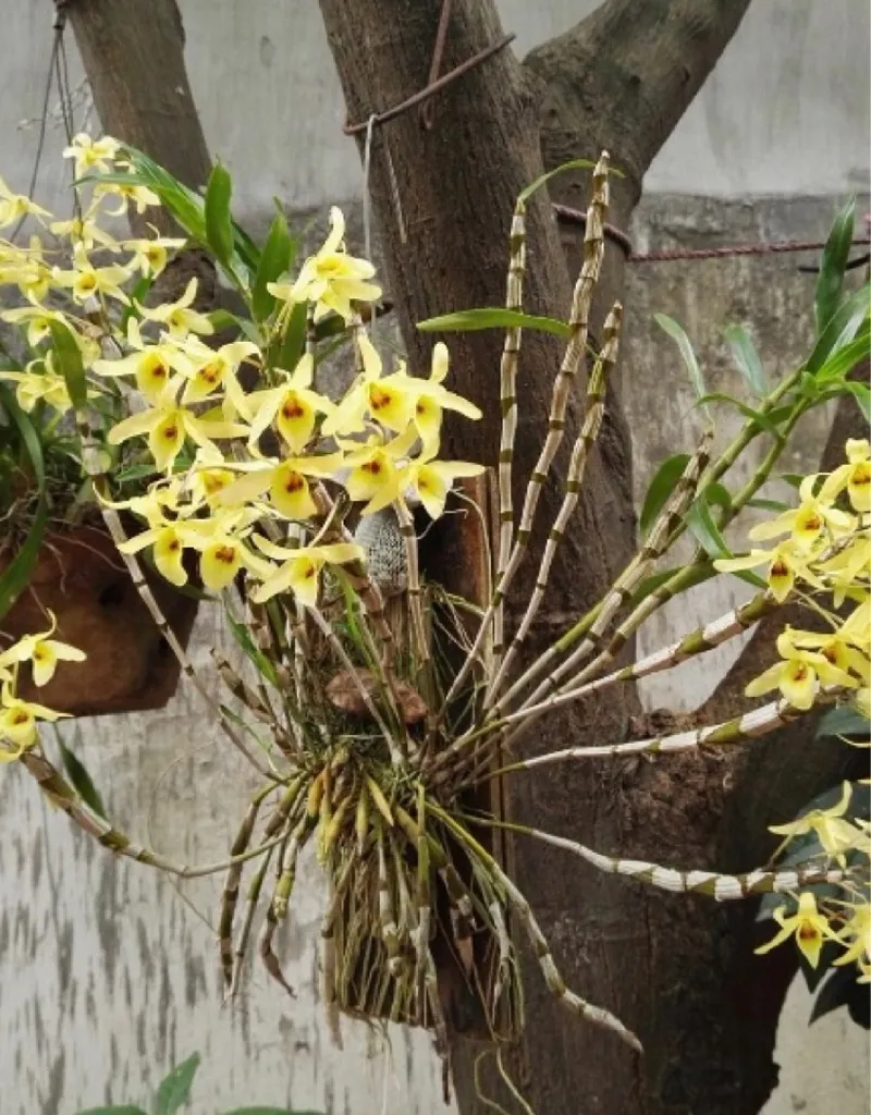 魅力的なキバナノセッコク（黄花の石斛）の花言葉とその意味