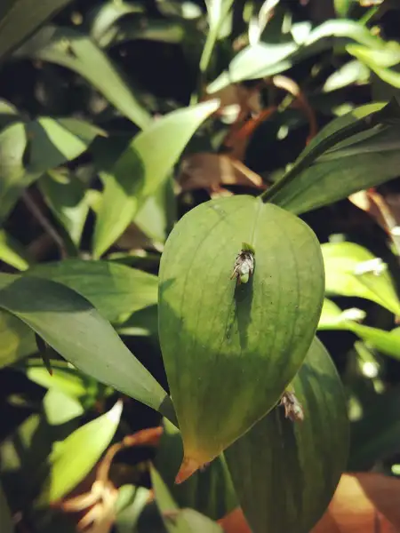 ナギイカダ属 Ruscus 花言葉 毒性 よくある質問 Picturethis ナギイカダ属 Ruscus 花言葉 毒性 よくある質問 Picturethis