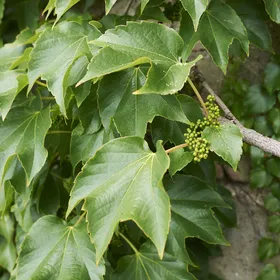 ツタ（蔦）の判定方法 (Parthenocissus tricuspidata)