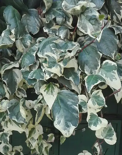 Edera (Hedera) - PictureThis