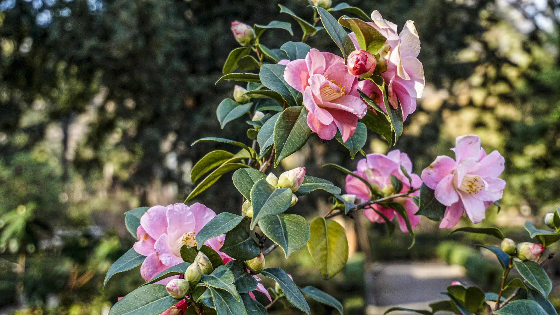 Camellia sasanqua 'Winter's Rose' Cuidados (Plantando, Fertilizantes,  Enfermedades) - PictureThis