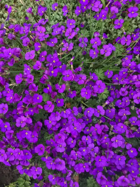 ムラサキナズナ属 Aubrieta 花言葉 毒性 よくある質問 Picturethis