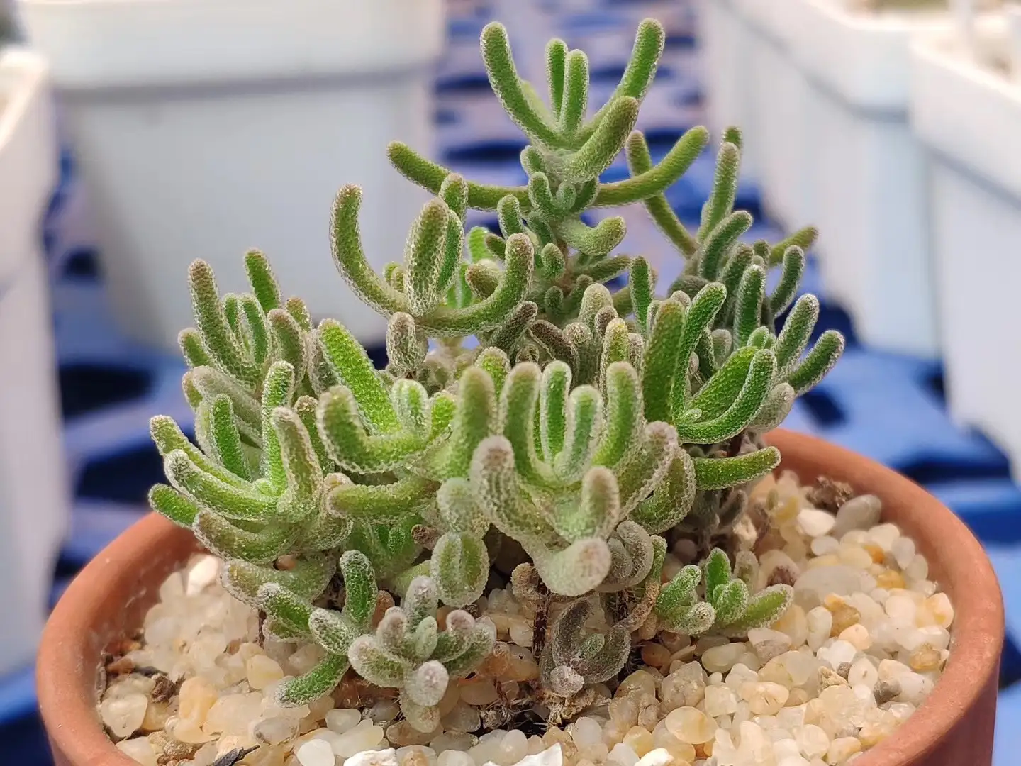 春芽草屬 Dicrocaulon 照顧 種植 繁殖 開花時間 Picturethis