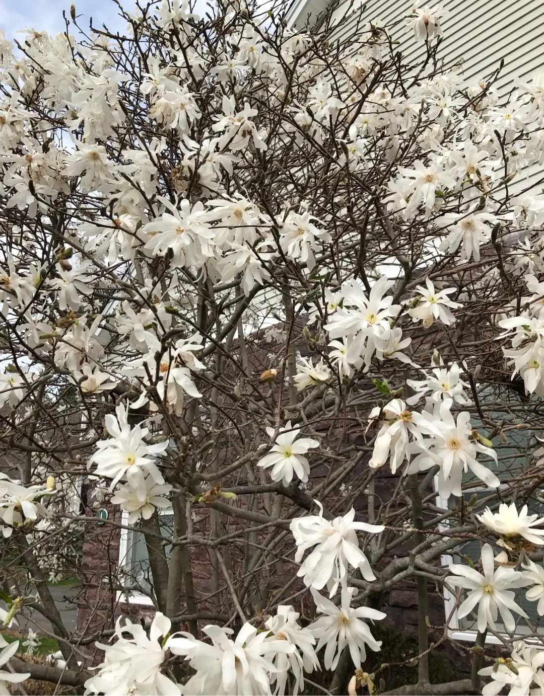 Magnolia stellata 'Royal Star' Cuidados (Plantando, Fertilizantes,  Enfermedades) - PictureThis