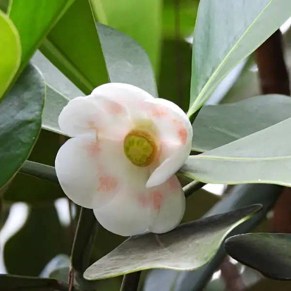 クルシア属 Clusia 花言葉 毒性 よくある質問 Picturethis