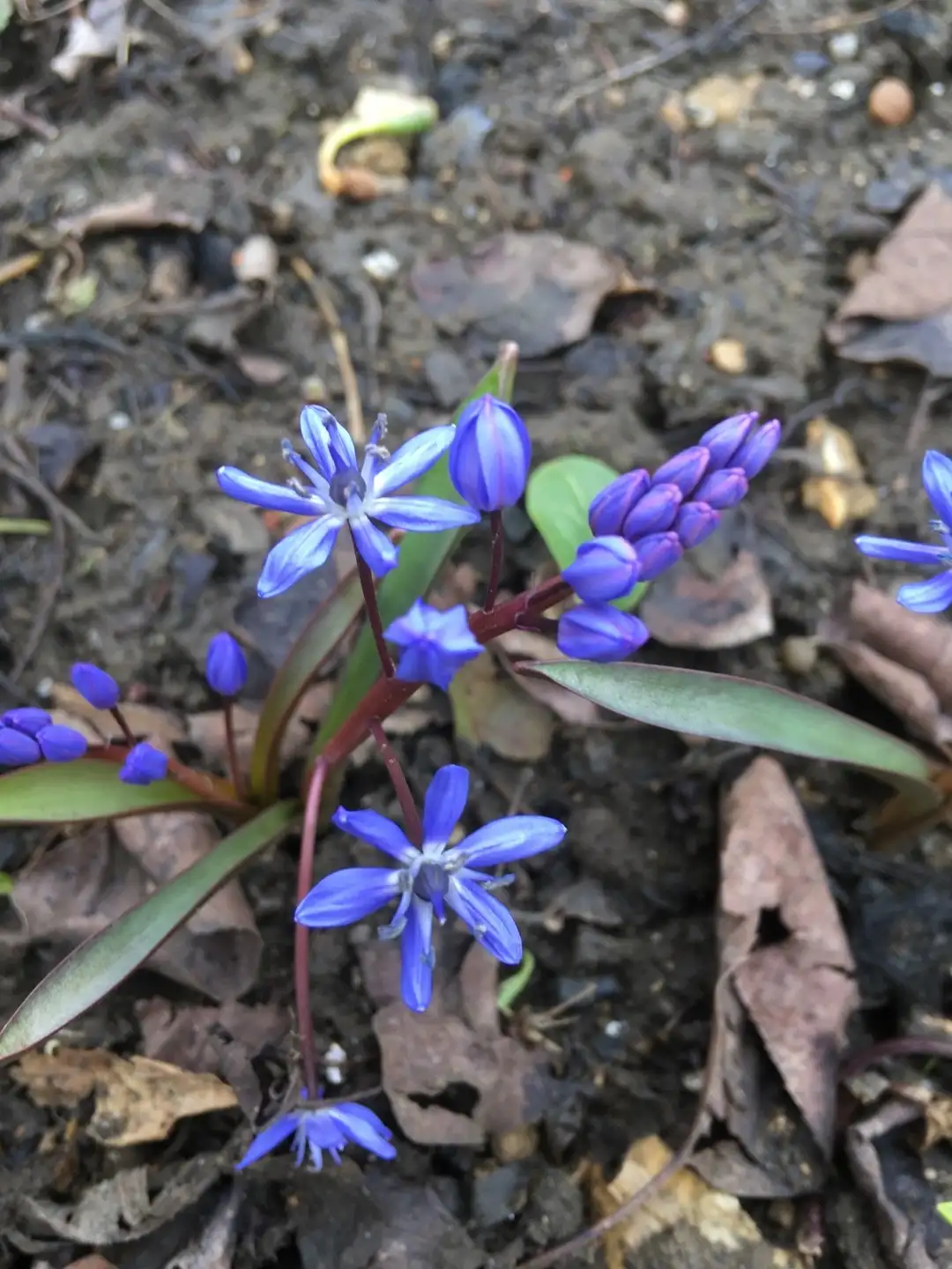 シラー・ビフォリア (Scilla bifolia) 花言葉，毒性，よくある質問