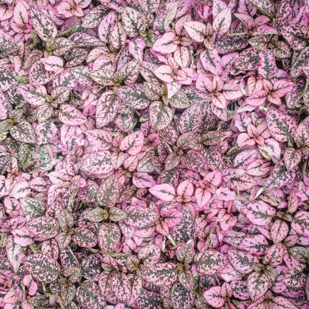 ヒポエステス属 Hypoestes 花言葉 毒性 よくある質問 Picturethis ヒポエステス属 Hypoestes 花言葉 毒性 よくある質問 Picturethis