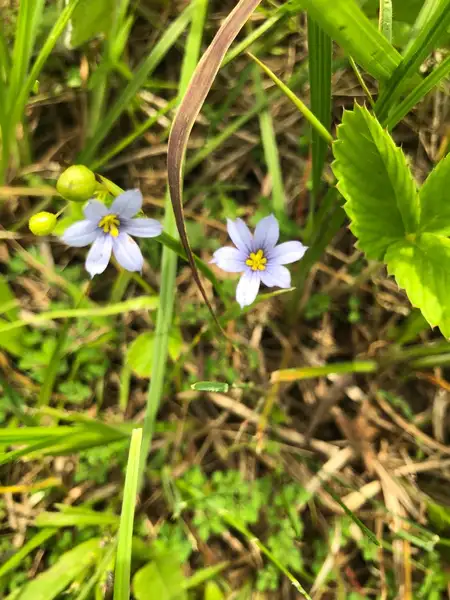 ニワゼキショウ属 Sisyrinchium 花言葉 毒性 よくある質問 Picturethis