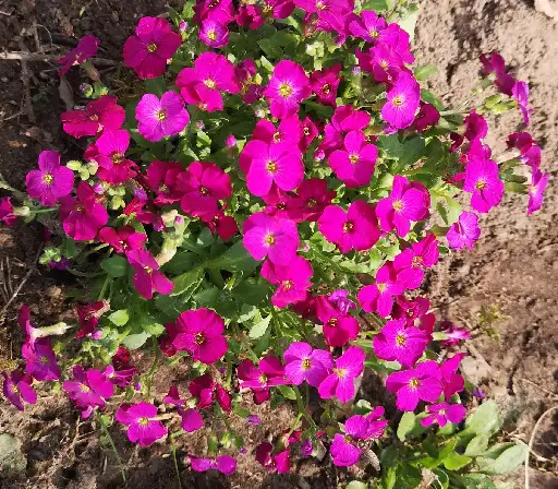 ムラサキナズナ属 Aubrieta 花言葉 毒性 よくある質問 Picturethis