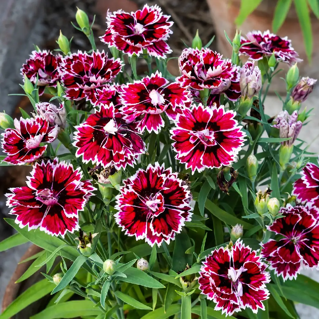 Clavelina (Dianthus chinensis) - PictureThis