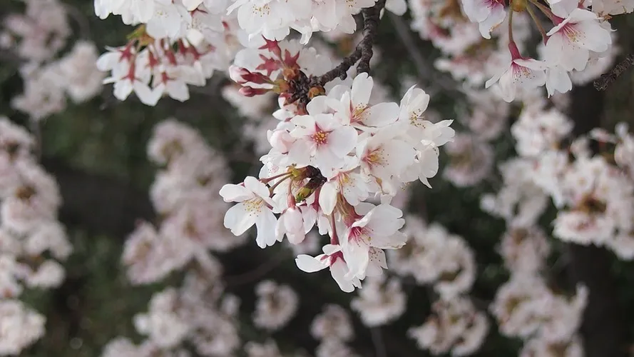 las flores de cerezo son malas para los perros