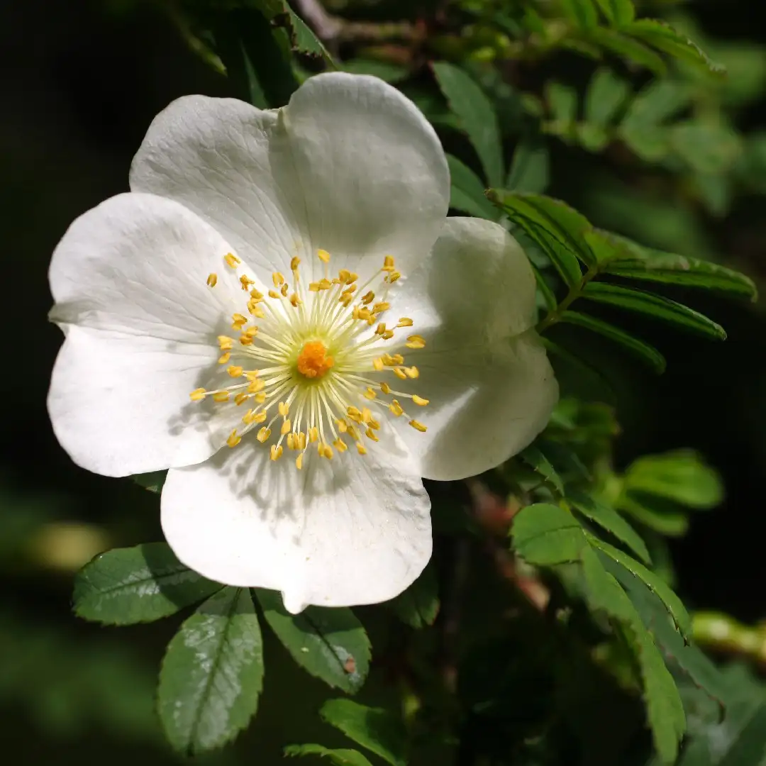 Rosa pimpinellifolia (spinosissima) - Zone 4 Plants 