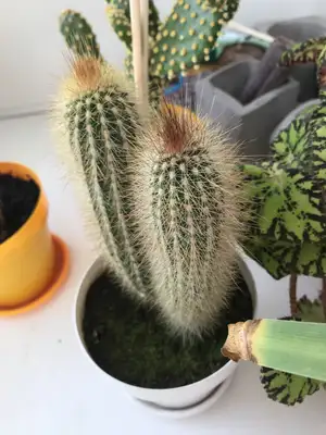 Cosa devo fare se innaffio troppo o troppo poco il mio Cactus lanoso? , -  PictureThis