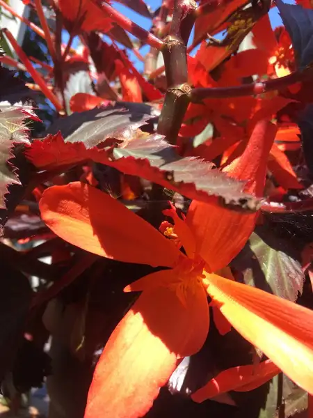 Con qué frecuencia se debe regar el begonia boliviana - PictureThis