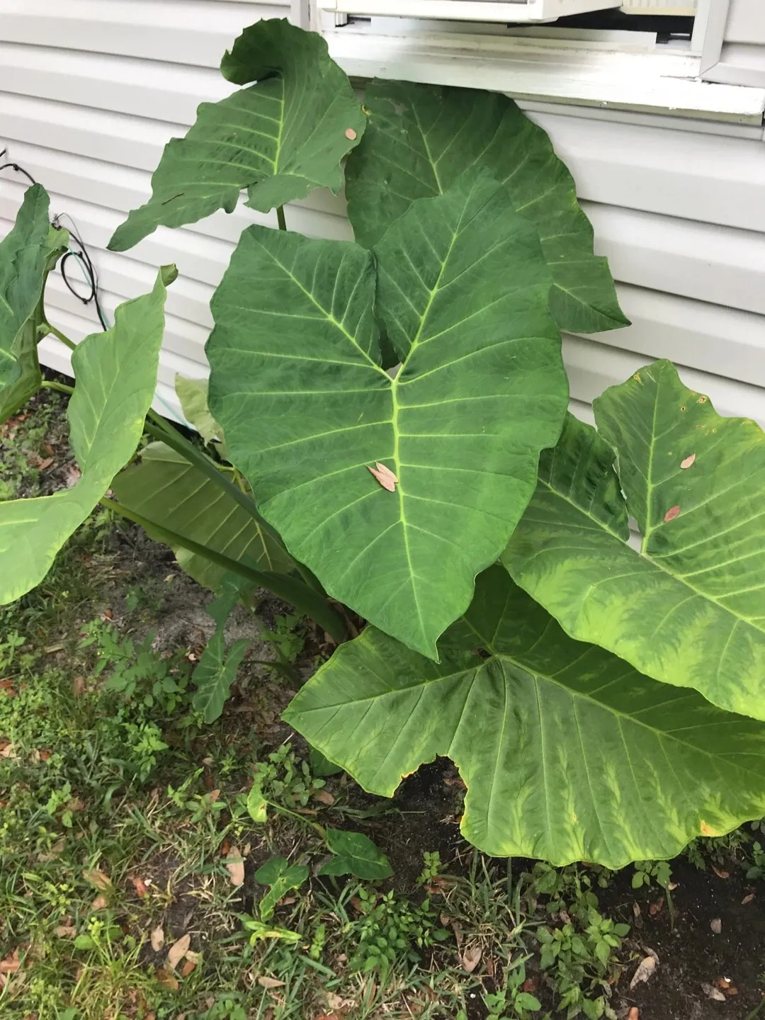 Fun Facts About Elephant Ear Plants In Sale | yasaracarfenlisesi.com