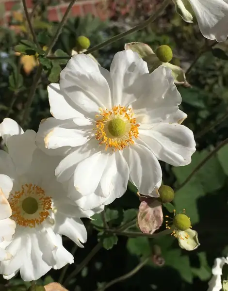 アネモネ属 Anemone 花言葉 毒性 よくある質問 Picturethis