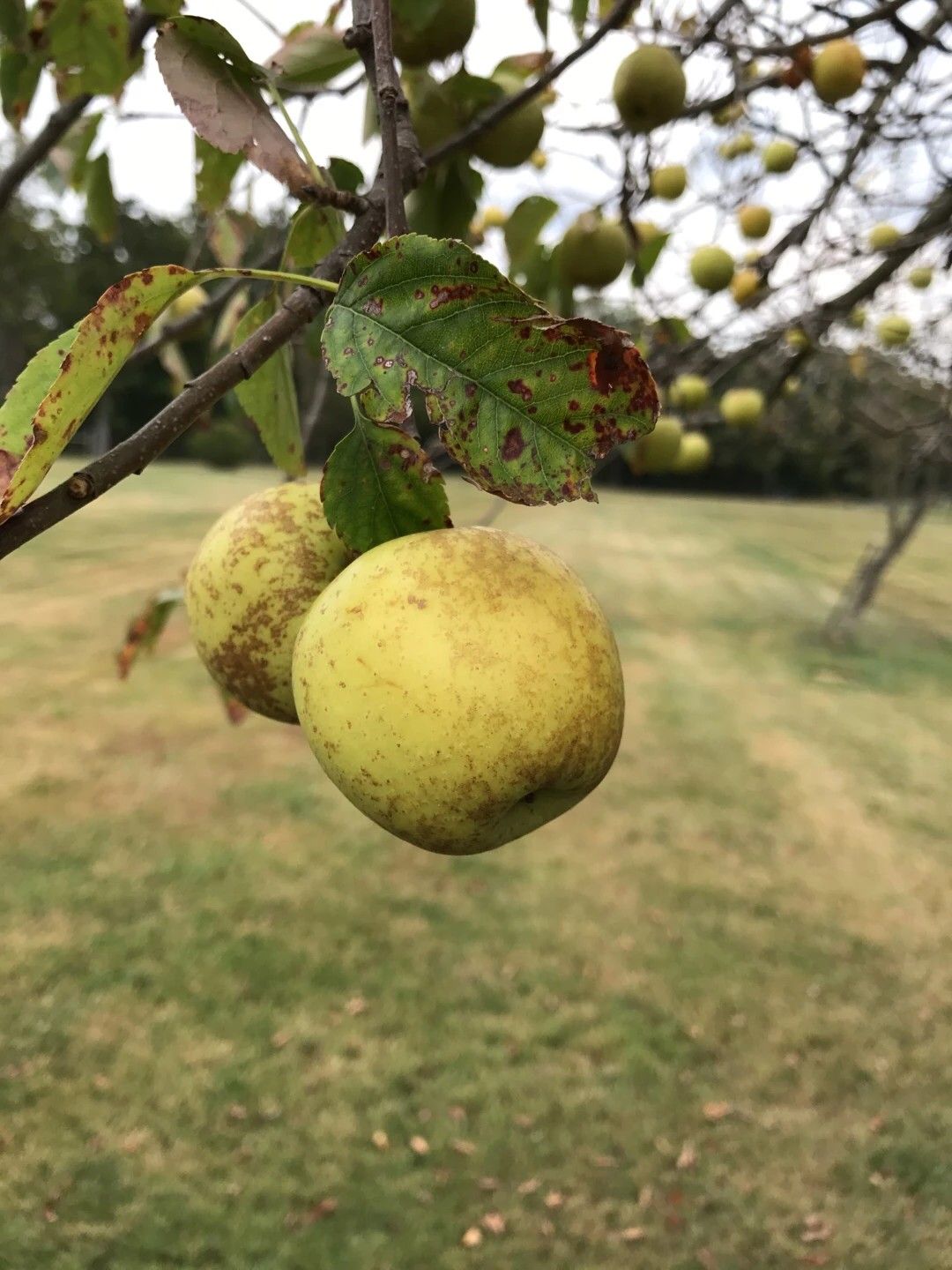 are crab apples bad for dogs to eat