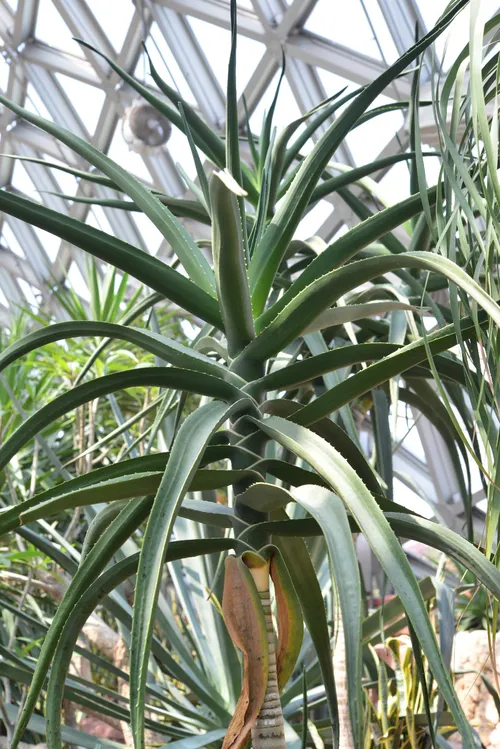 XL Aloidendron Barberae, Aloe discount Bainesii, rose-pink flowers, grows up to 60' high and 36