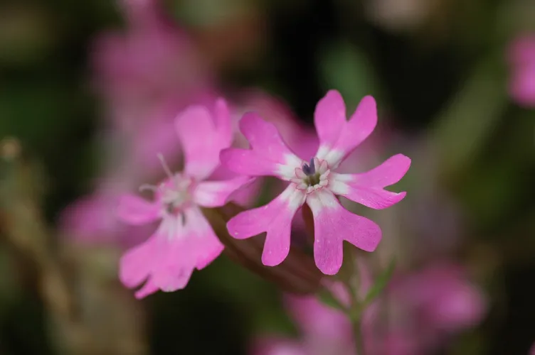 サクラマンテマ（桜まんてま） (Silene pendula) - PictureThis