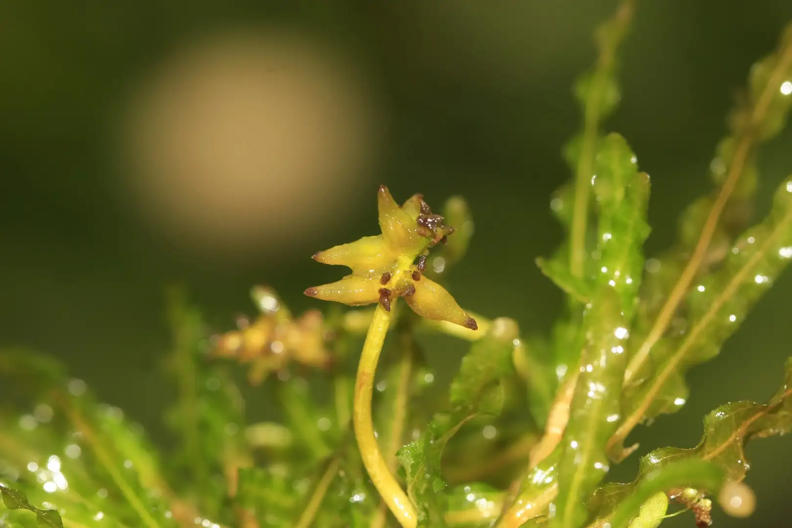 Рдест курчавый (Potamogeton crispus) - PictureThis