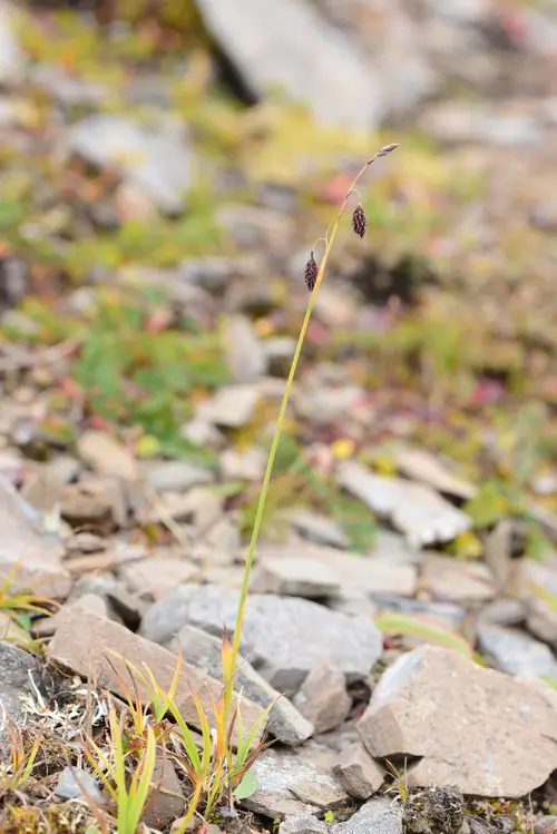 Carex brun foncé