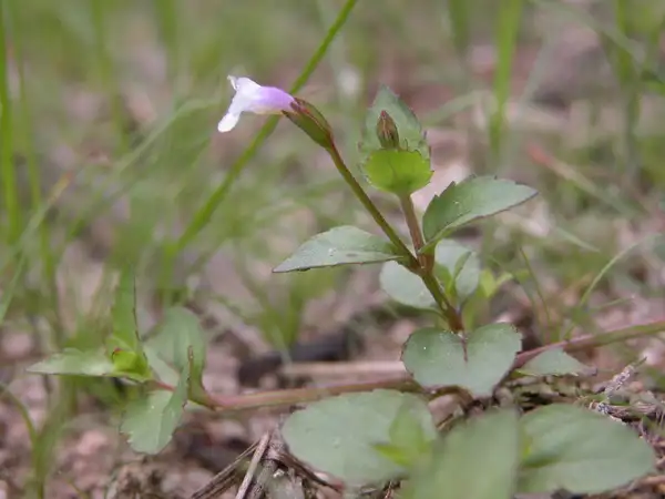 ツルウリクサ属 Torenia 花言葉 毒性 よくある質問 Picturethis ツルウリクサ属 Torenia 花言葉 毒性 よくある質問 Picturethis