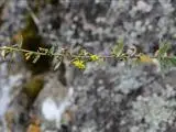 Narrow-leaved hawkweed